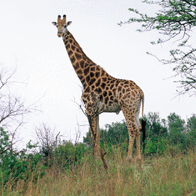 South Africa Educational Tour | Giraffe