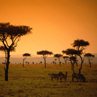 South Africa Educational Tour | Savanna