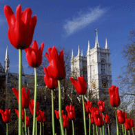 London and Paris Educational Tour | Tulips