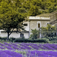 Paris and the South of France Educational Tour | Provence Lavender