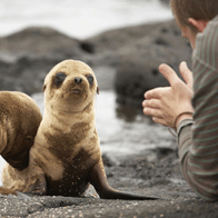 Galapagos Island Adventure Educational Tour | Baby Seals