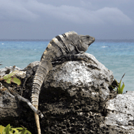 The Yucatan and Mayan Riviera Educational Tour | Iguana