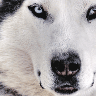 Alaska Frontier Adventure Educational Tour | Wolf