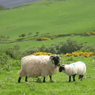 Best of Ireland Educational Tour | Sheep