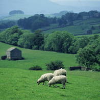 London and the Countryside Educational Tour | Sheep