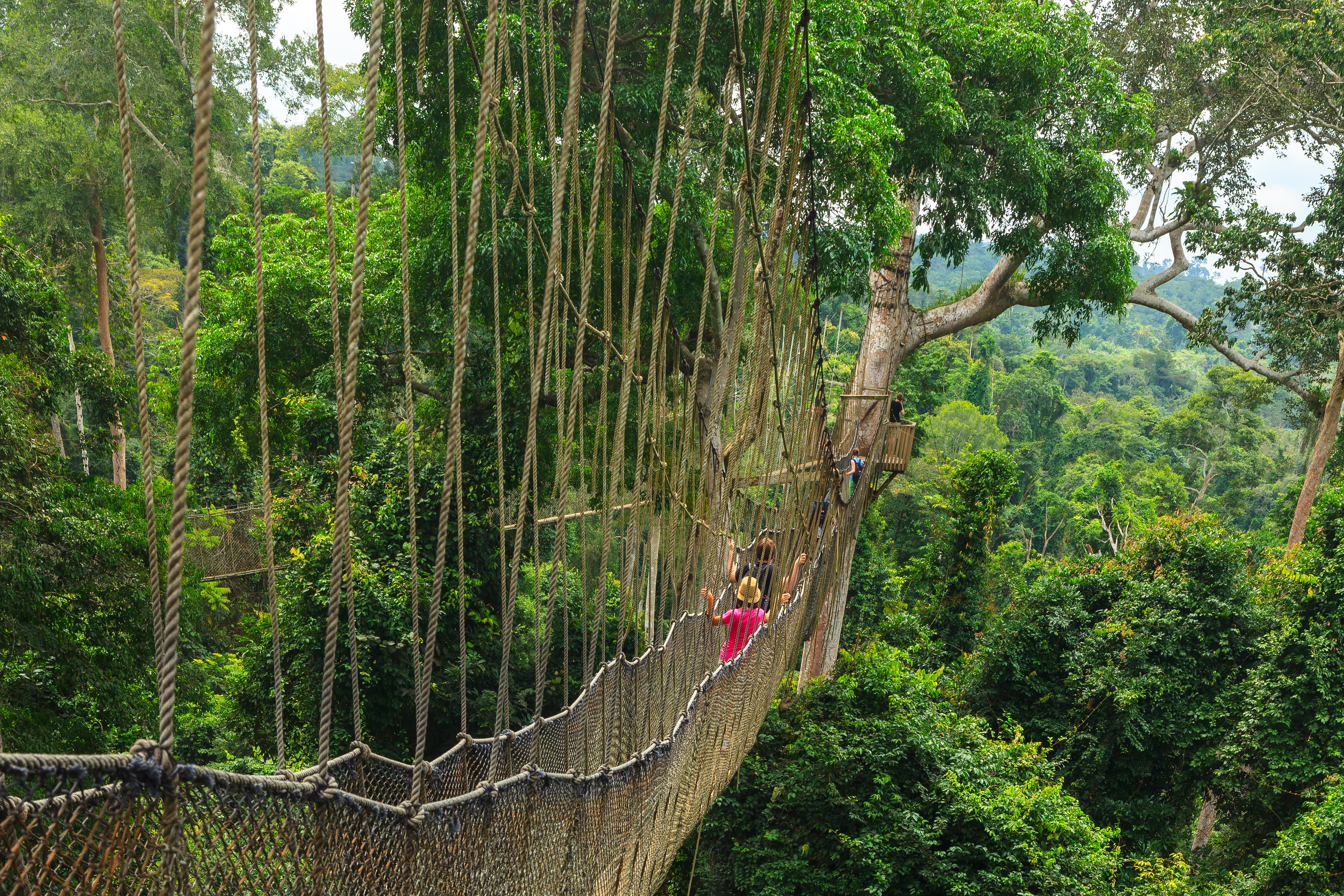 Kakum National Park Canopy Walk
