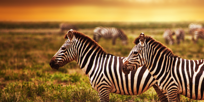 Morocco Educational Tour |Explorica