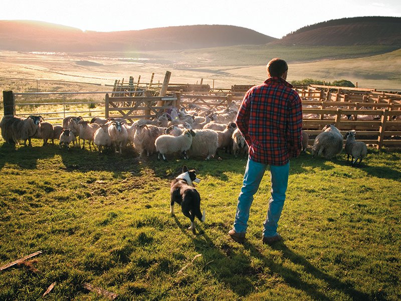 Sheep herder with dog.
