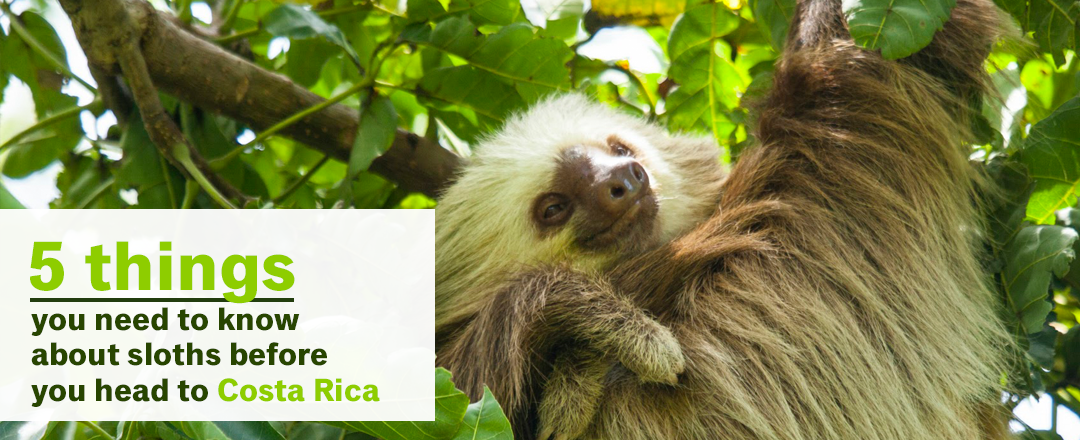 5 things you need to know about sloths before you head to Costa Rica |