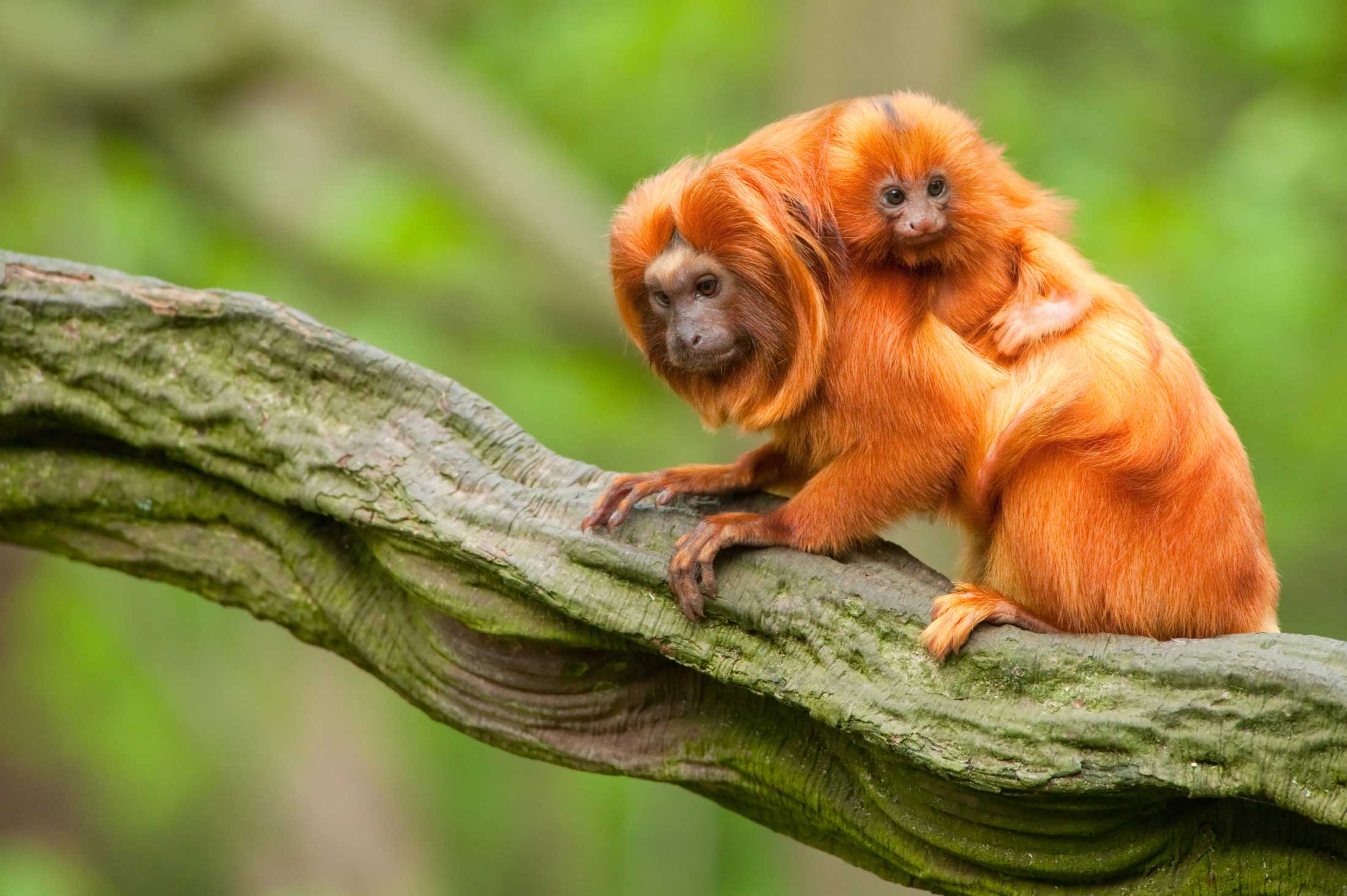 Golden-Headed Lion Tamarin Fact Sheet, Blog, Nature